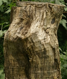 A large, weathered tree stump stands surrounded by green foliage. The surface of the stump is rough and textured, with visible layers of bark peeling and cracks running throughout. The background is filled with leafy plants, creating a natural setting.