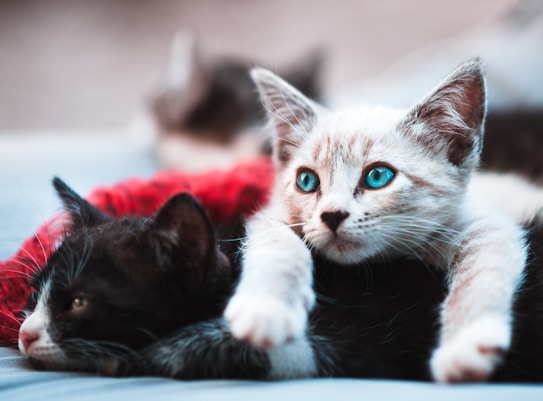 A light-colored kitten with striking blue eyes rests its paws on a mostly black kitten, both lying in a cozy arrangement. The background is softly blurred, placing focus on the two relaxed kittens.
