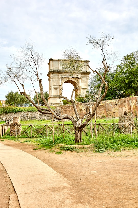 green tree near arch in Arch of Titus Italy