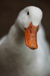 white duck