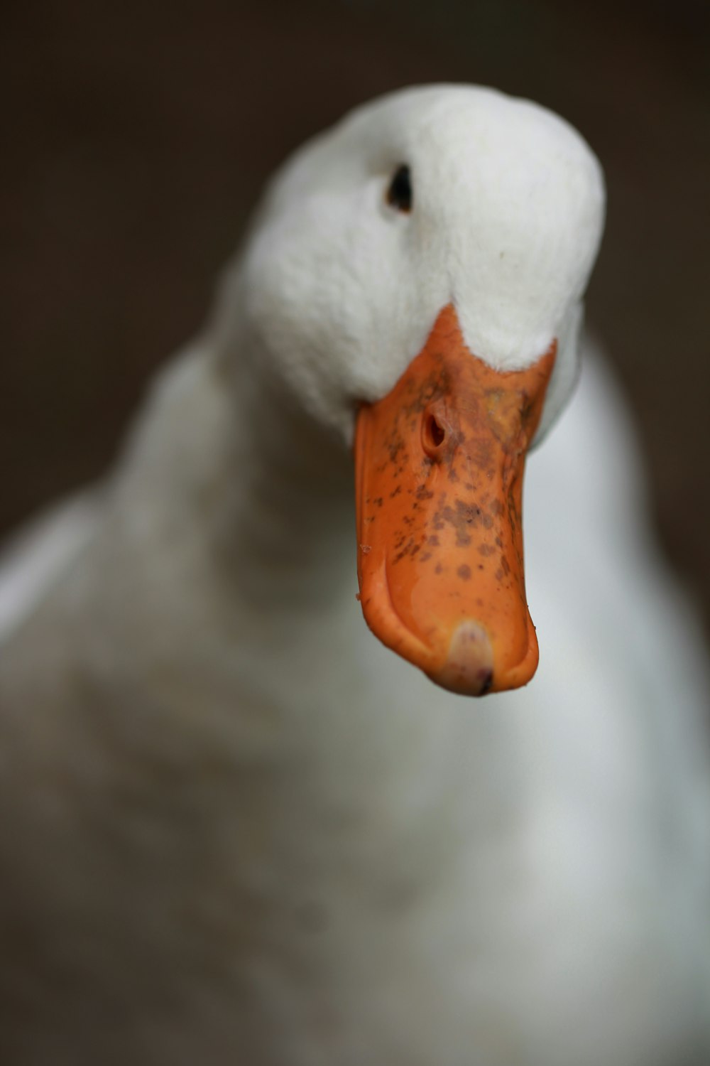 white duck