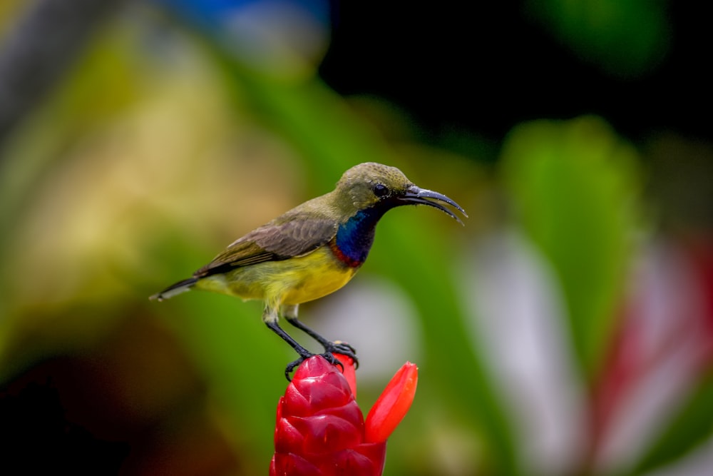 shallow focus photography of bird on red flower