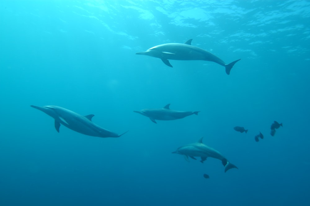 Escola de golfinhos cinzentos debaixo d'água