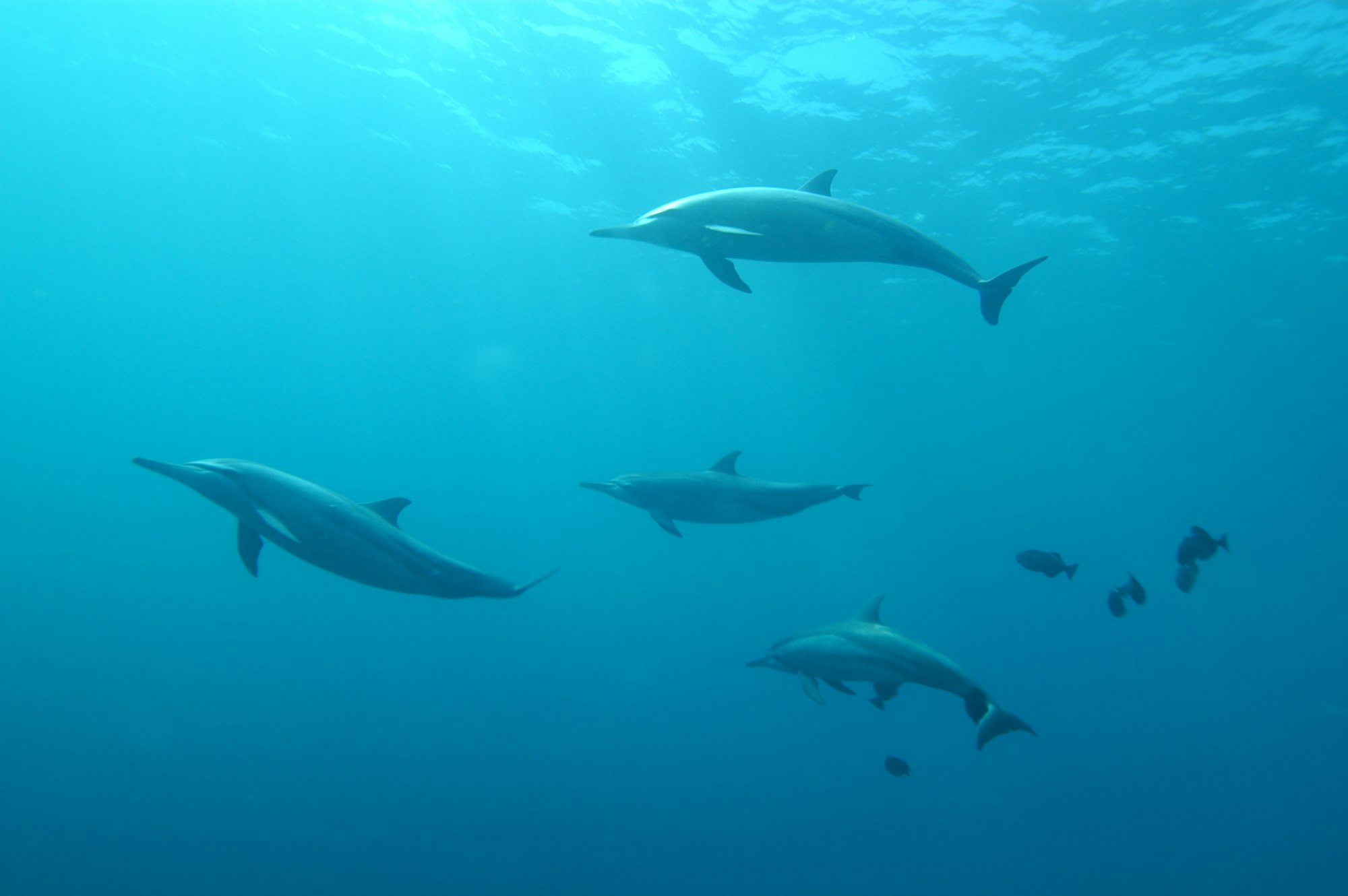 Camera Captures Dolphin Doing This