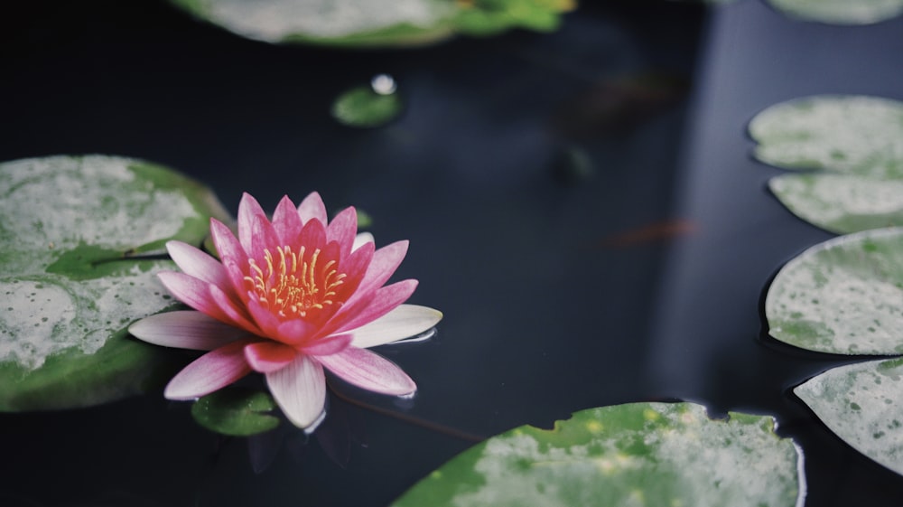 pink and white waterlily