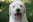 A happy puppy exploring a sunny backyard with a wagging tail.