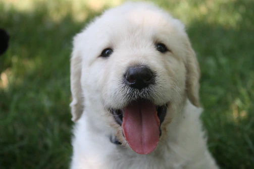 A fluffy Caniche puppy sitting happily on green grass