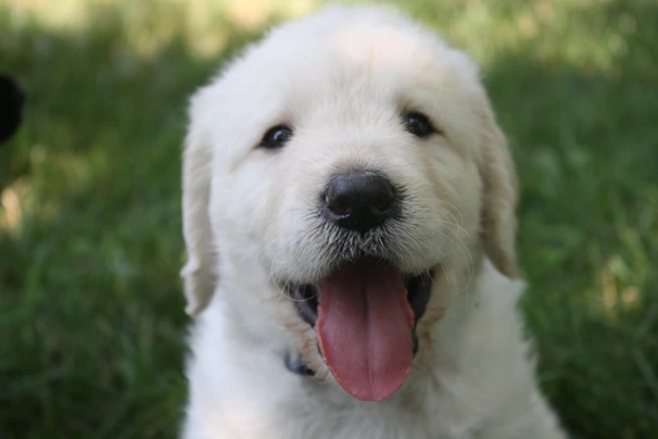 A happy puppy in a vibrant blue hoodie playing in a sunny garden.