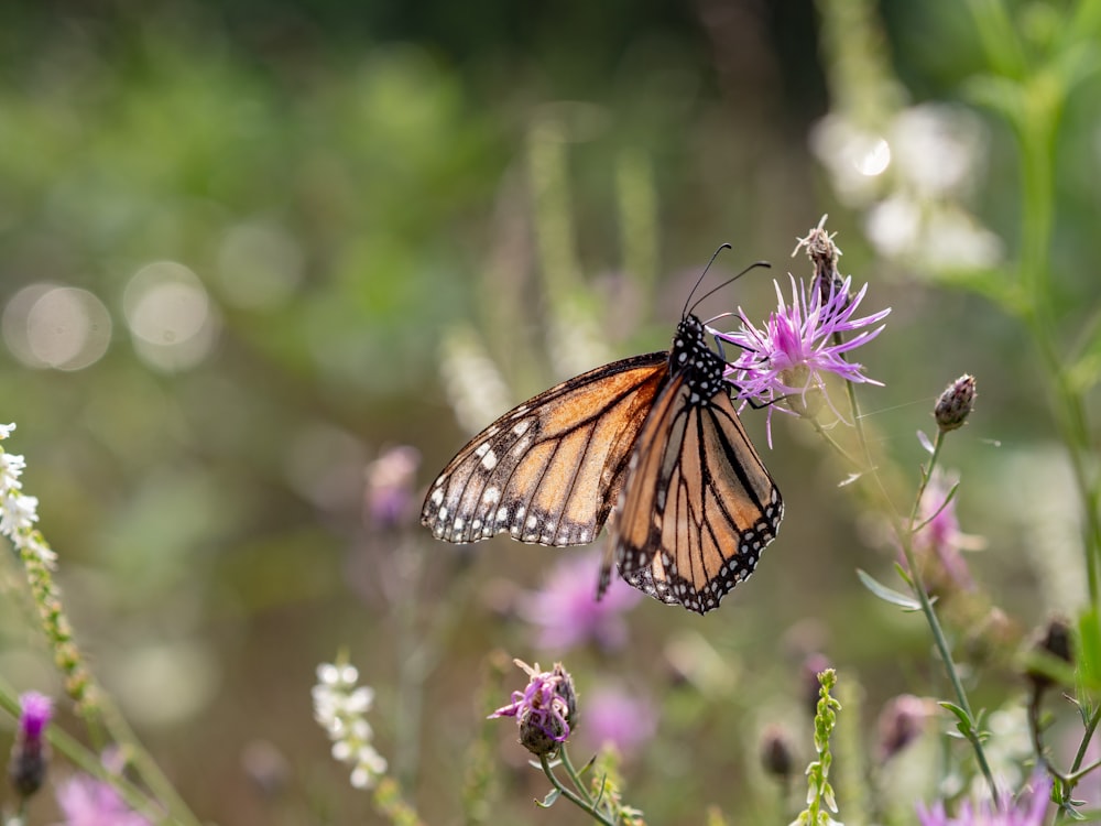 shallow focus photo of brown butterfly