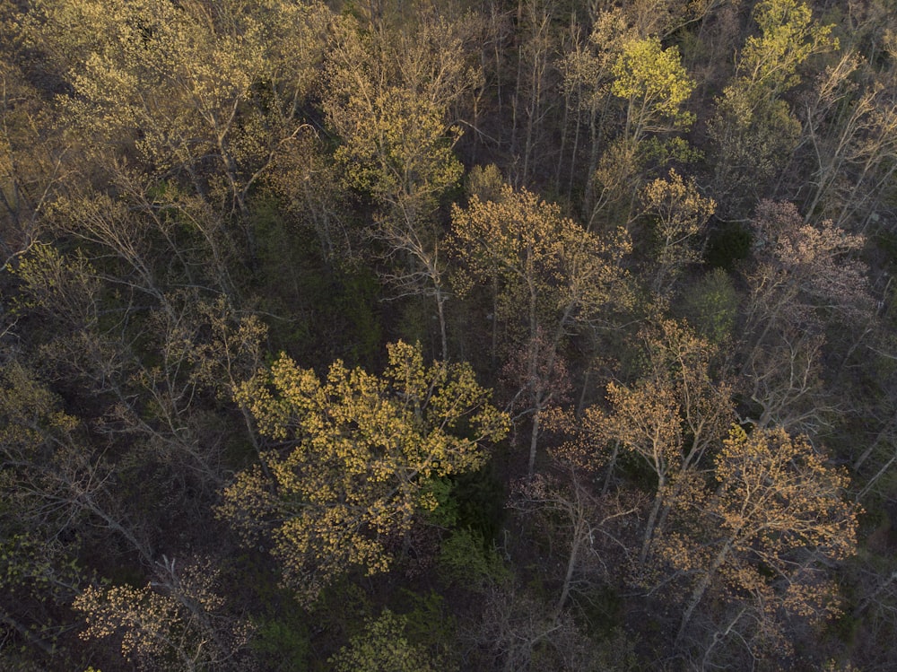 aerial photography of trees