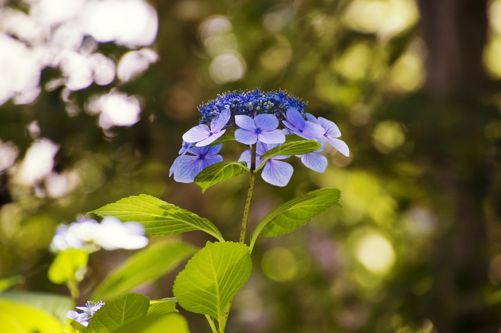 purple flowers