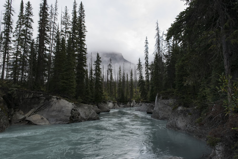 water stream surrounded by trees