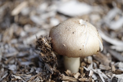 A brown mushroom with a textured cap is growing amidst a bed of dry, brown wood chips, creating a natural and earthy setting.