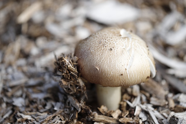 A brown mushroom with a textured cap is growing amidst a bed of dry, brown wood chips, creating a natural and earthy setting.
