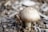 A brown mushroom with a textured cap is growing amidst a bed of dry, brown wood chips, creating a natural and earthy setting.