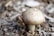 A brown mushroom with a textured cap is growing amidst a bed of dry, brown wood chips, creating a natural and earthy setting.