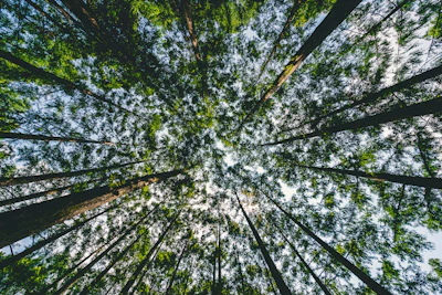 low-angle photography of green trees at daytime