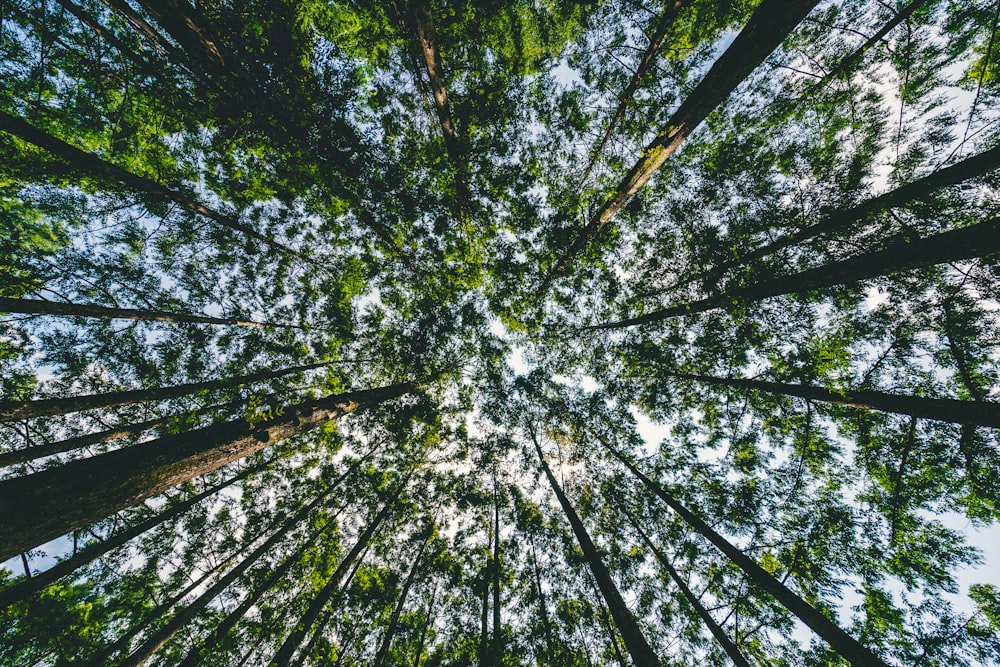 Photographie en contre-plongée d’arbres verts de jour