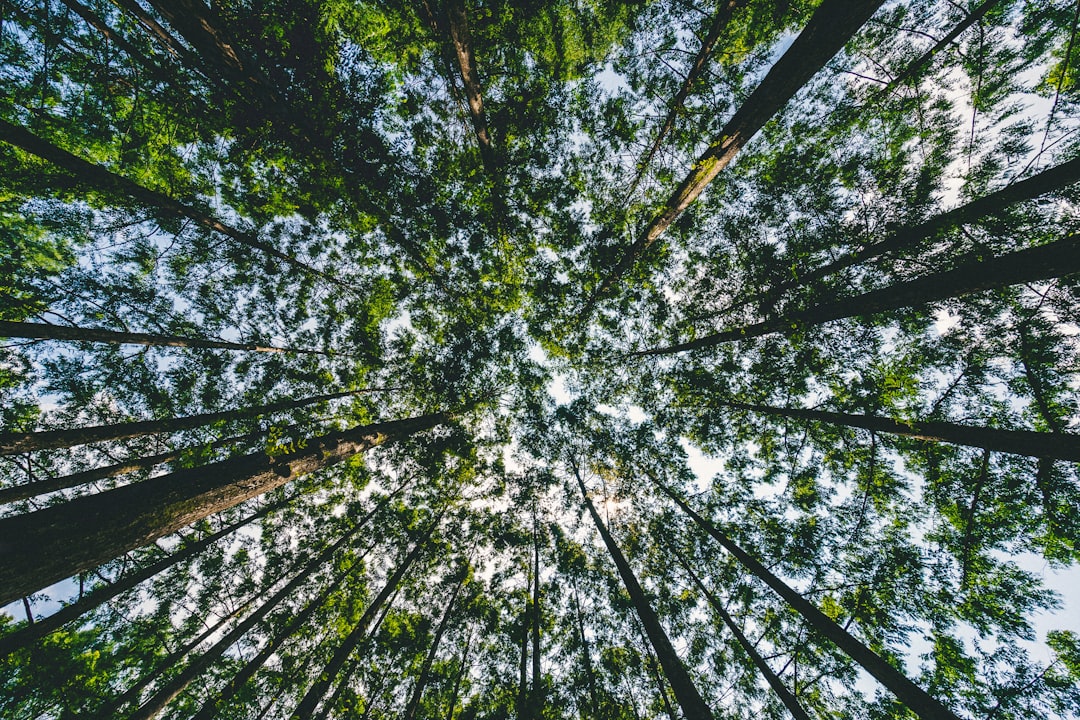 travelers stories about Forest in Jangtaesan Recreational Forest, South Korea