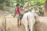 Two young boys are sitting on a low wall, with a large white cow standing beside them. The boys appear relaxed and engaging with their surroundings, and the background is lush with green trees.