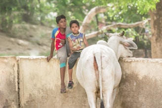 Two young boys are sitting on a low wall, with a large white cow standing beside them. The boys appear relaxed and engaging with their surroundings, and the background is lush with green trees.
