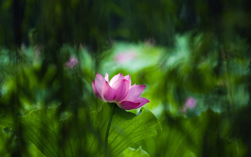 shallow focus photography of pink flower