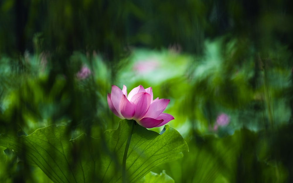 27+ Lotus Pictures  Download Free Images on Unsplash