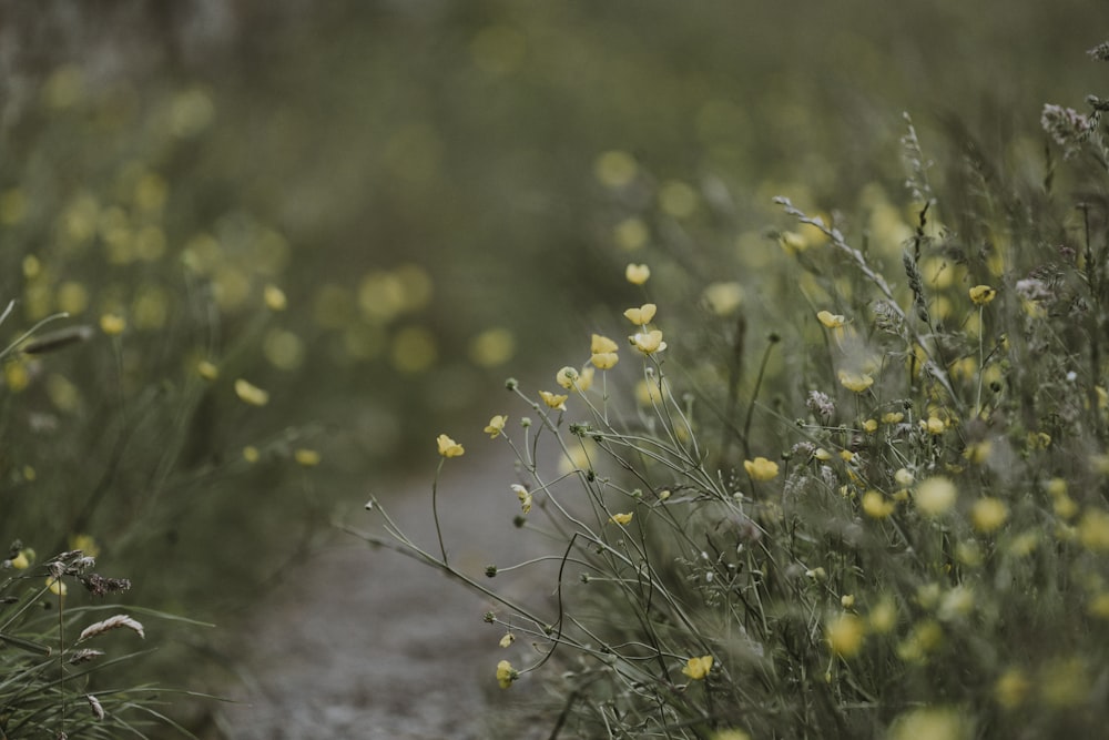 selective focus photography of yellow petaled flowers