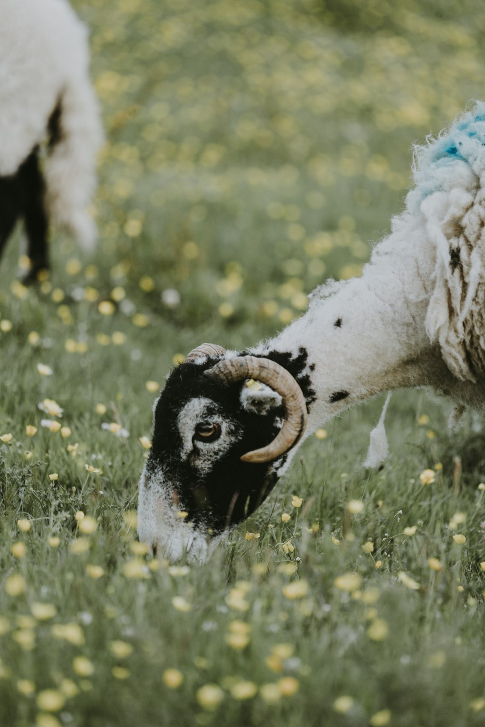 white and black goat eating grass