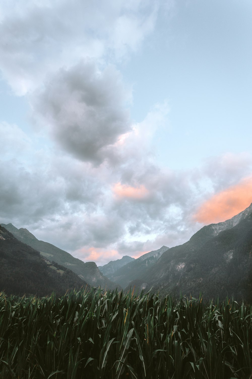 green grass overlooking mountains during daytime