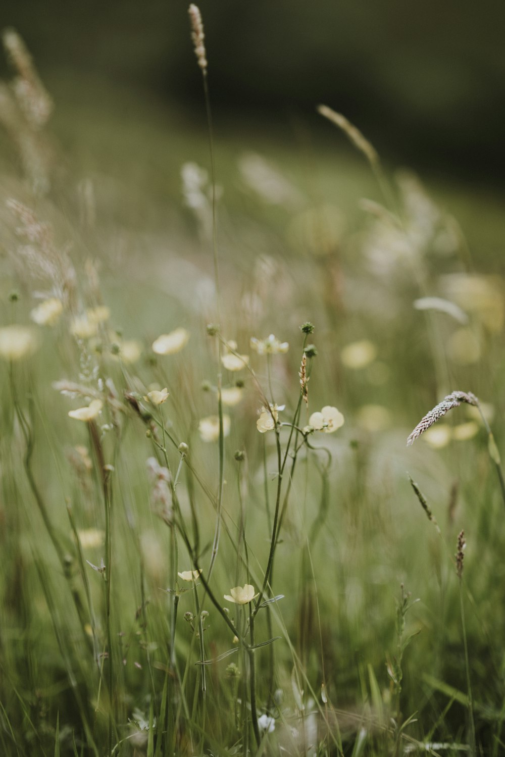 white flowers with green leaves