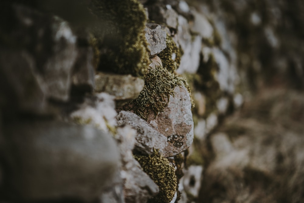 Fotografía de enfoque superficial de fragmentos de roca