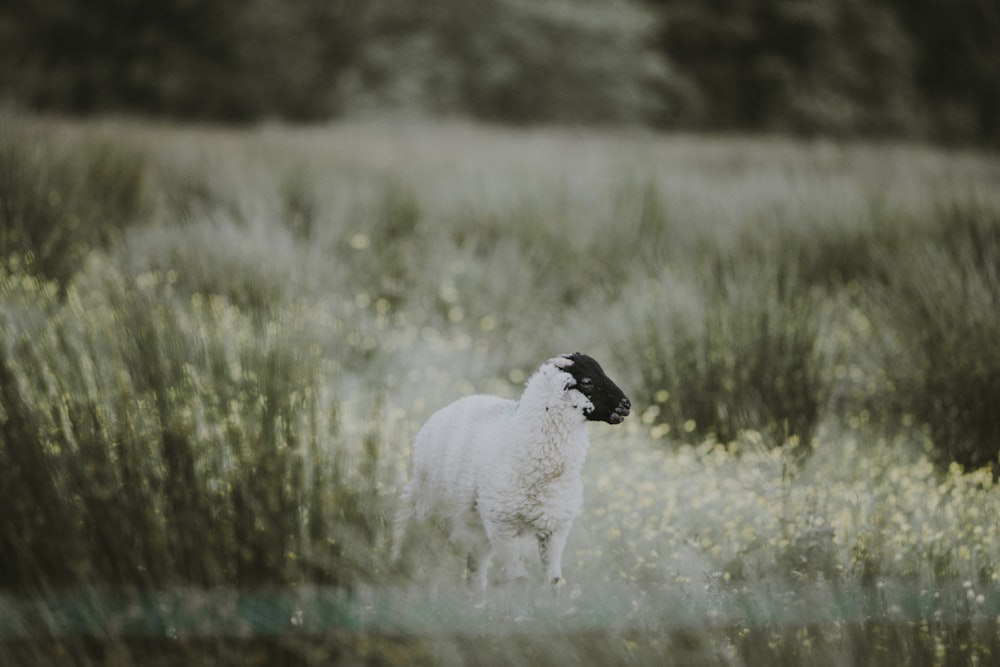 white and black sheep photo