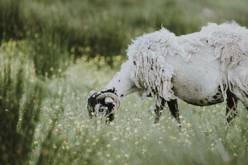 white and black sheep eating grass