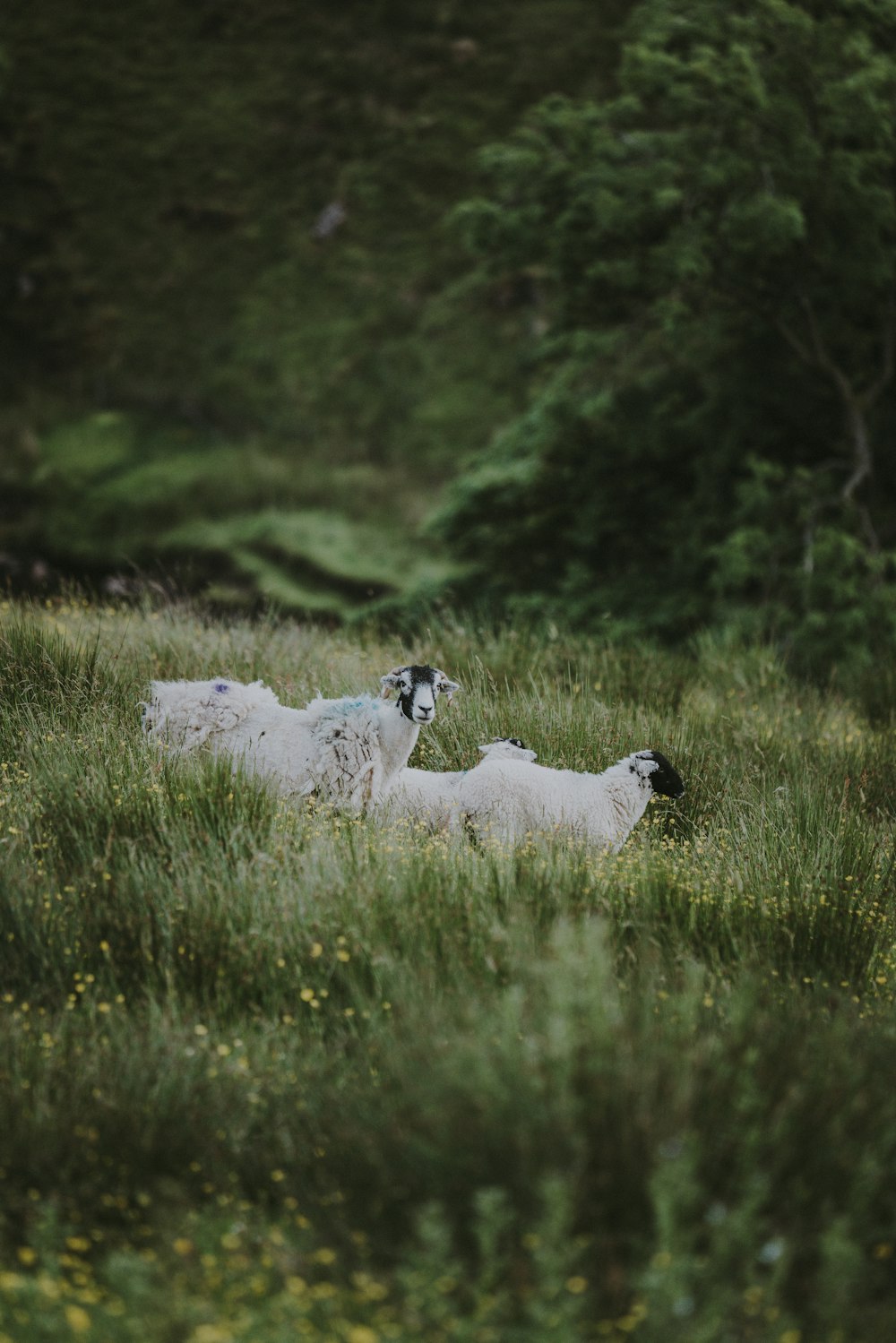 white goat lying on grass