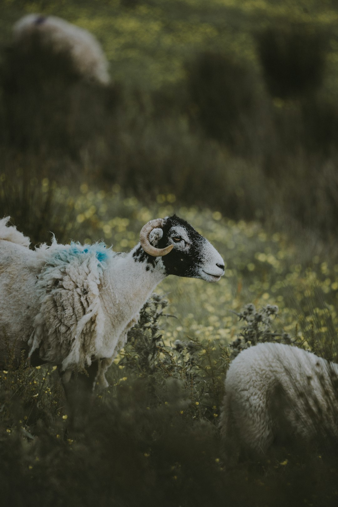 black and white sheep walking on grass field