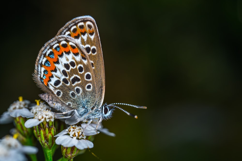 Photographie sélective de papillon brun et orange