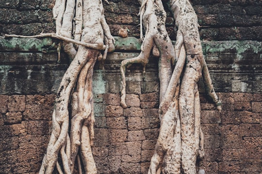 two tree trunks in Angkor Wat Cambodia