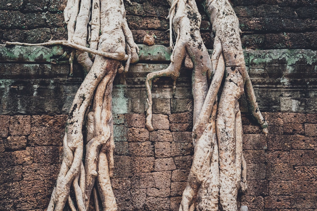 travelers stories about Forest in Angkor Wat, Cambodia