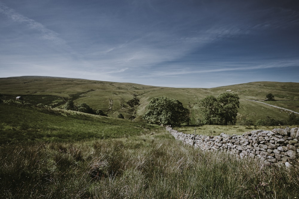 grass field