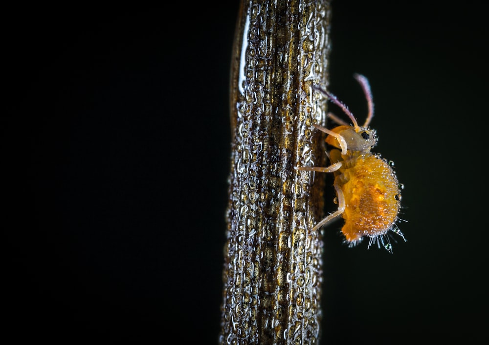 macro photography of brown spider