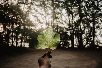 A hand is holding a green leaf against a backdrop of a forest with trees framing the scene. The sunlight filters through the trees, creating a serene and natural atmosphere.
