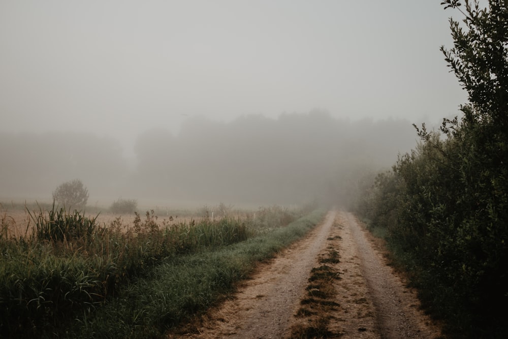 muddy road covered with dog