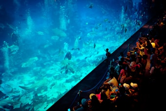 A large crowd of people observes a massive aquarium filled with various fish and marine life. The scene is illuminated by the blue hue of the water, creating a vibrant underwater atmosphere. The aquarium glass separates the spectators from the aquatic environment, and many visitors are taking photos or pointing out different sea creatures.