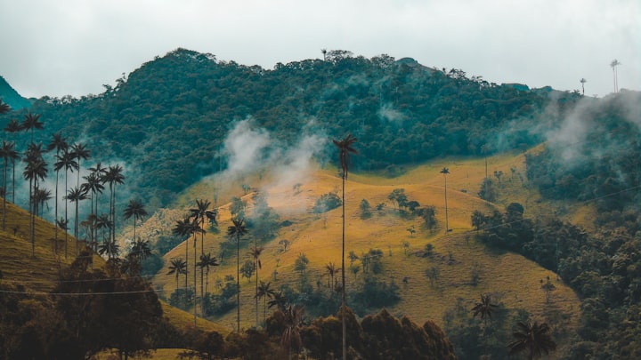 Cocora Valley, Colombia, misty, trees, greenery, Photo by Fernanda Fierro / Unsplash