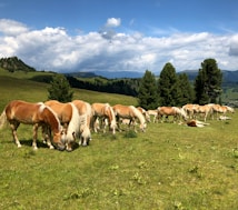 A group of light brown horses with white manes is grazing on a verdant green pasture. The background features rolling hills, dense clusters of dark green trees, and a partly cloudy blue sky, creating a serene and picturesque landscape.