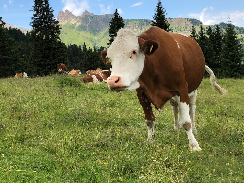 closeup photo of white and brown cow