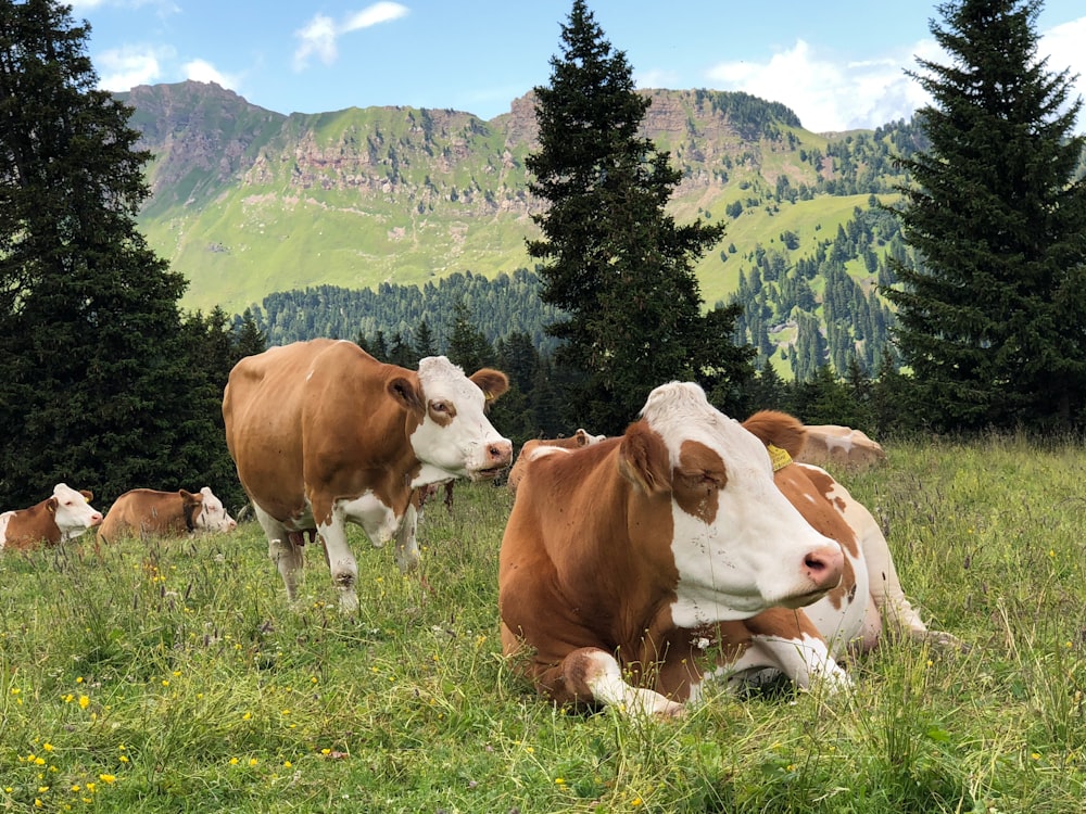 herd of cattle on grass field during daytime