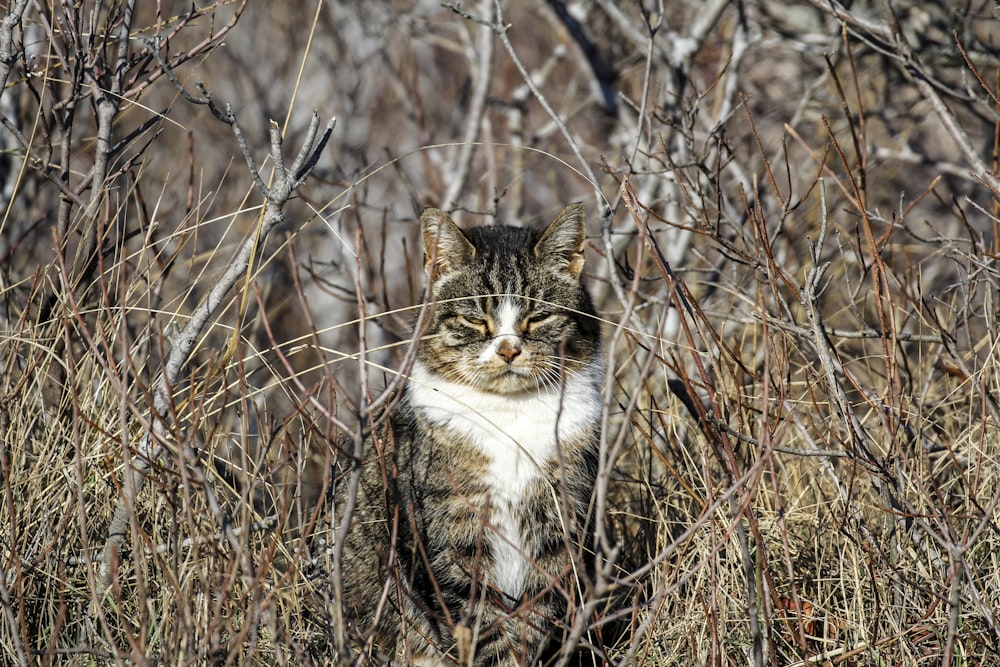 草の上に茶色のぶち猫
