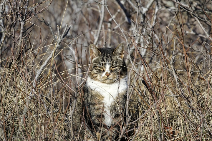 Family life of stray cats